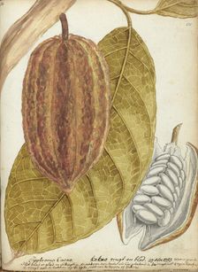 Cacao, 1783. Creator: Jan Brandes