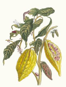 Cacao. From the Book Metamorphosis insectorum Surinamensium, 1705. Creator: Merian, Maria Sibylla (1647-1717)