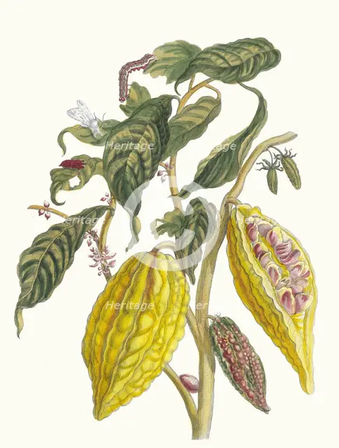 Cacao. From the Book Metamorphosis insectorum Surinamensium, 1705. Creator: Merian, Maria Sibylla (1647-1717).