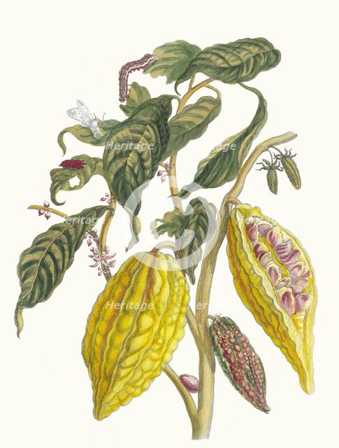 Cacao. From the Book Metamorphosis insectorum Surinamensium, 1705. Creator: Merian, Maria Sibylla (1647-1717).