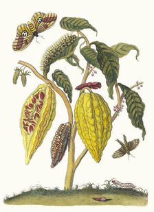 Cacao. From the Book Metamorphosis insectorum Surinamensium, 1705. Creator: Merian, Maria Sibylla (1647-1717)