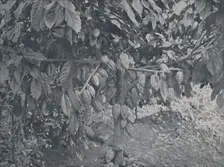Cacao Tree 1924. Artist: J.S Fry & Sons