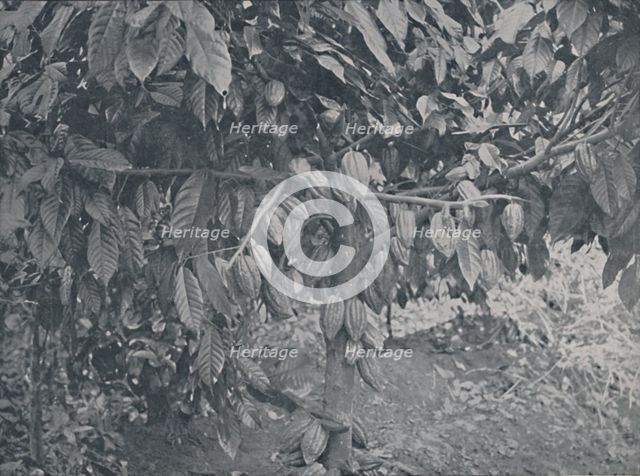 'Cacao Tree', 1924. Artist: J.S Fry & Sons.