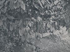 Cacao Tree 1924. Artist: J.S Fry & Sons