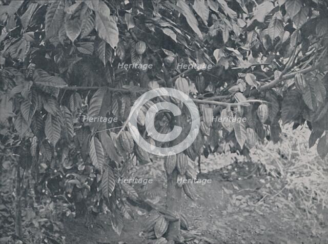 'Cacao Tree', 1924. Artist: J.S Fry & Sons.