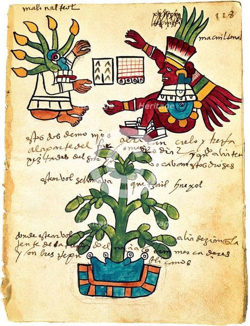 Cacao tree from the Codex Tudela, 1553. Artist: Pre-Columbian art  