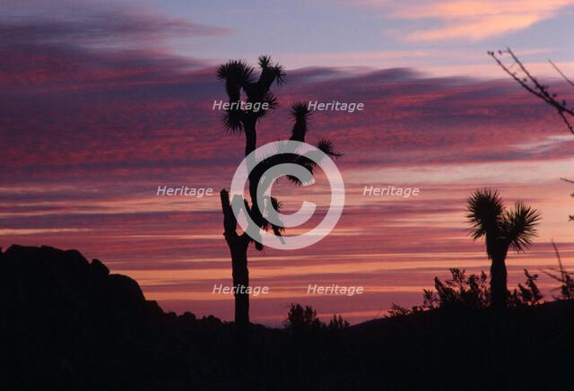 Cacti Set. Creator: Robert Manno.