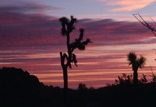 Cacti Set. Creator: Robert Manno