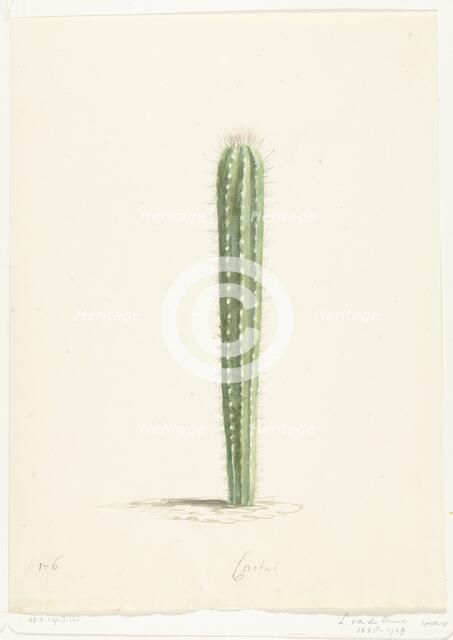 Cactus, 1668-1729. Creator: Vincent Laurentz van der Vinne I.