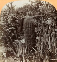 Cactus Garden, Cragin Place, Lake Worth, Florida c1900. Creator: BL Singley
