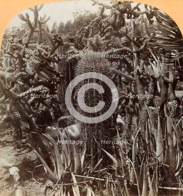 'Cactus Garden, Cragin Place, Lake Worth, Florida', c1900. Creator: BL Singley.