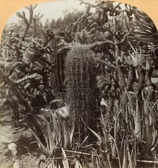 Cactus Garden, Cragin Place, Lake Worth, Florida c1900. Creator: BL Singley