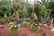 Cactus Garden, Fuerteventura, Canary Islands. Creator: Peter Thompson