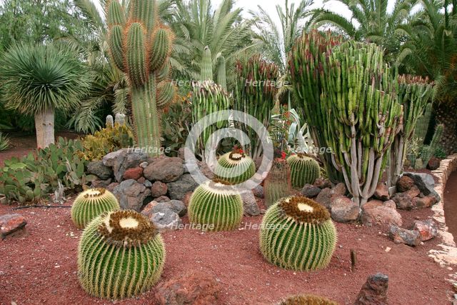 Cactus Garden, Fuerteventura, Canary Islands. Creator: Peter Thompson.