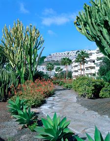 Cactus garden, Puerto Rico, Gran Canaria, Canary Islands. Creator: Peter Thompson