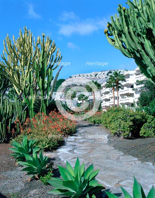 Cactus garden, Puerto Rico, Gran Canaria, Canary Islands. Creator: Peter Thompson.