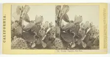 Cactus Giganta, San Jose, 1864. Creator: Lawrence & Houseworth