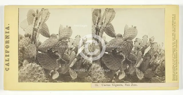 Cactus Giganta, San Jose, 1864. Creator: Lawrence & Houseworth.