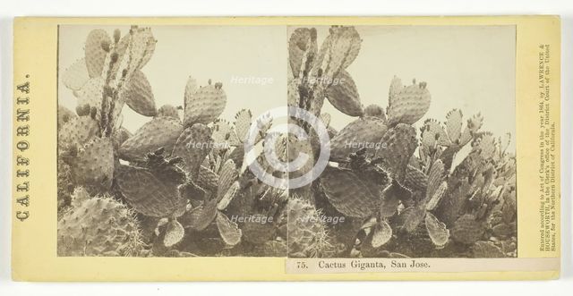 Cactus Giganta, San Jose, 1864. Creator: Lawrence & Houseworth.