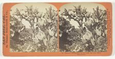 Cactus Gigantea - 18 feet high, San Jose, Santa Clara County, [USA], c. 1868. Creator: Lawrence & Houseworth