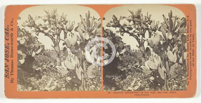 Cactus Gigantea - 18 feet high, San Jose, Santa Clara County, [USA], c. 1868.  Creator: Lawrence & Houseworth.