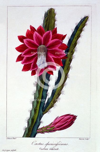 Cactus,  pub. 1836. Creator: Panacre Bessa (1772-1846).