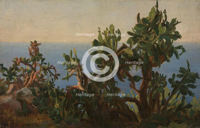 Cactus, probably 1833-1835. Creator: Thomas Fearnley.