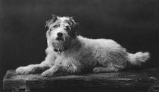 Caesar, King Edward's favourite dog, 20th century