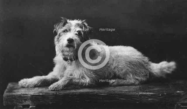 Caesar, King Edward's favourite dog, 20th century. Artist: Unknown