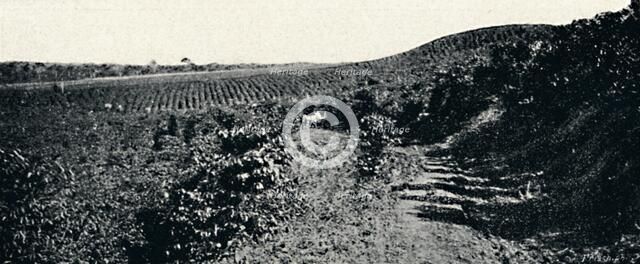 'Cafezal', 1895. Artist: Axel Frick.