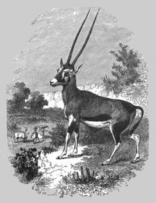 Caffrarian Antelope; A Few Words about Natal and Zululand 1875. Creator: Unknown