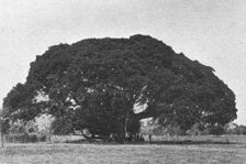 'Cailcedrat; L'Ouest Africain 1914. Creator: Unknown