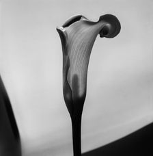 Cala. Creator: Tom Artin