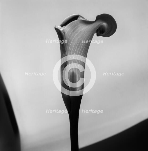 Cala. Creator: Tom Artin.