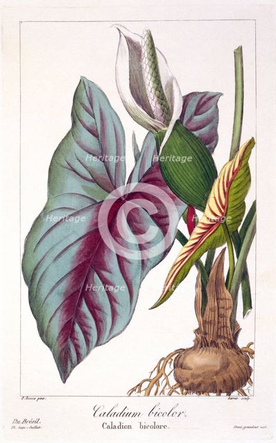Caladium bicolor,  pub. 1836. Creator: Panacre Bessa (1772-1846).