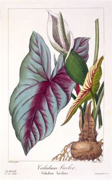 Caladium bicolor, pub. 1836. Creator: Panacre Bessa (1772-1846)