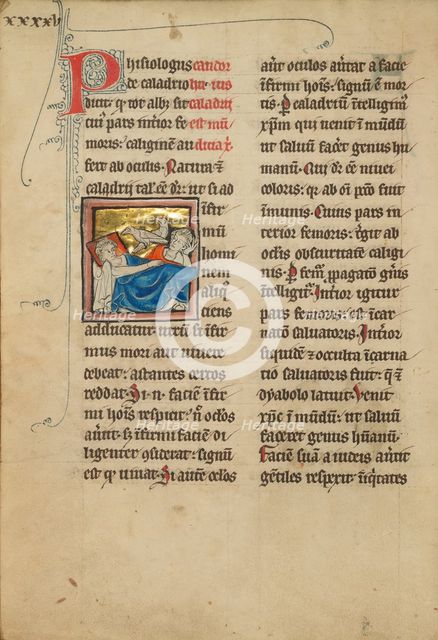 Caladrius Birds; A Plover; De Natura Avium; De Pastoribus et Ovibus, 1277 or after. Creator: Unknown.