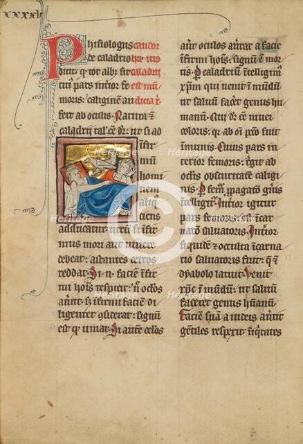 Caladrius Birds; A Plover; De Natura Avium; De Pastoribus et Ovibus, 1277 or after. Creator: Unknown.