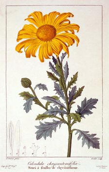 Calendula officinalis (Pot Marigold), pub. 1836. Creator: Panacre Bessa (1772-1846)