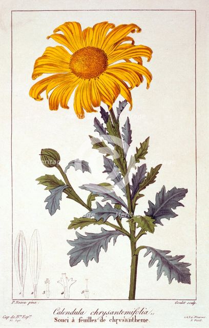Calendula officinalis (Pot Marigold), pub. 1836. Creator: Panacre Bessa (1772-1846).