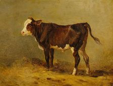 Calf, undated. (late 19th century) Creator: Edmund Mahlknecht