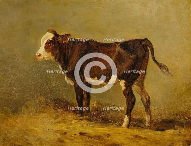 Calf, undated. (late 19th century) Creator: Edmund Mahlknecht.