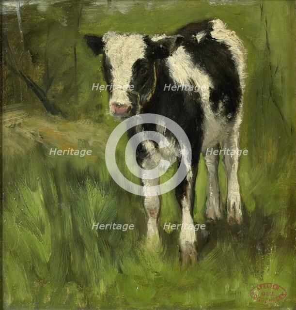 Calf, spotted black and white, c.1873-c.1903. Creator: George Poggenbeek.