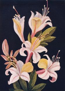 California Azalea c1915, (1915). Artist: Emma Graham Clock