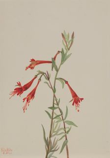 California Fuschia (Zauschneria californica), 1936. Creator: Mary Vaux Walcott