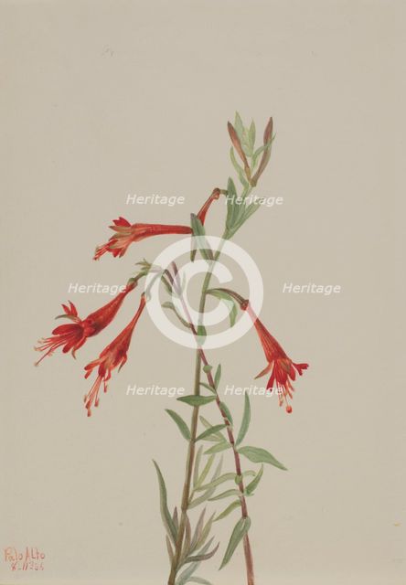 California Fuschia (Zauschneria californica), 1936. Creator: Mary Vaux Walcott.
