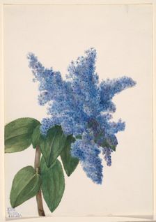 California Lilac (Ceanothus thyrsiflorus), 1935. Creator: Mary Vaux Walcott