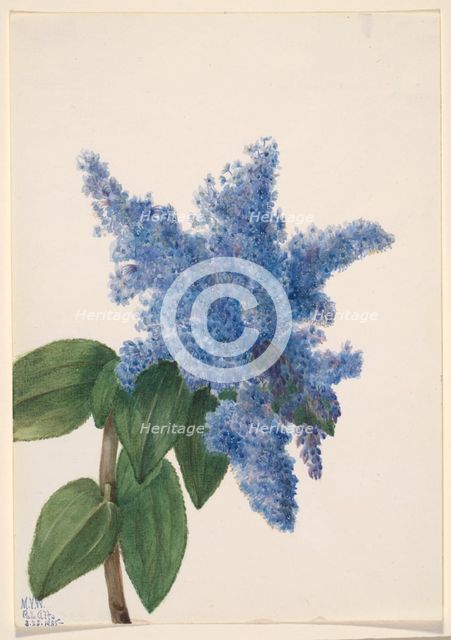 California Lilac (Ceanothus thyrsiflorus), 1935. Creator: Mary Vaux Walcott.
