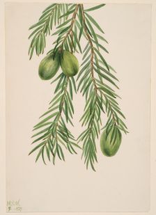 California Nutmeg (Tumion californicum), 1929. Creator: Mary Vaux Walcott