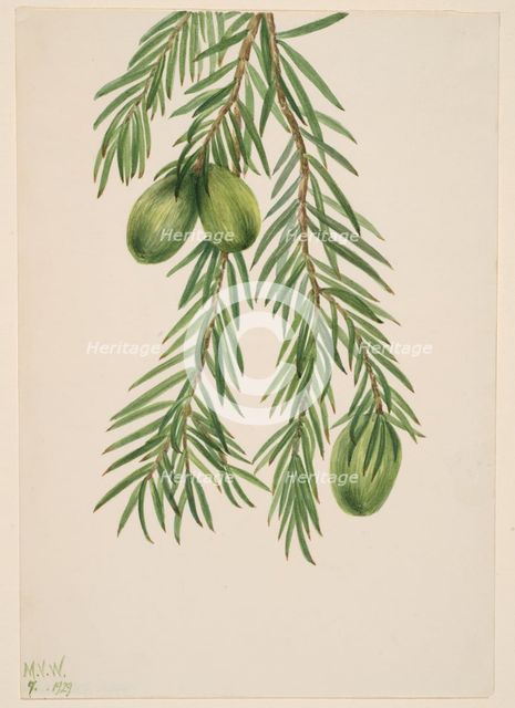 California Nutmeg (Tumion californicum), 1929. Creator: Mary Vaux Walcott.
